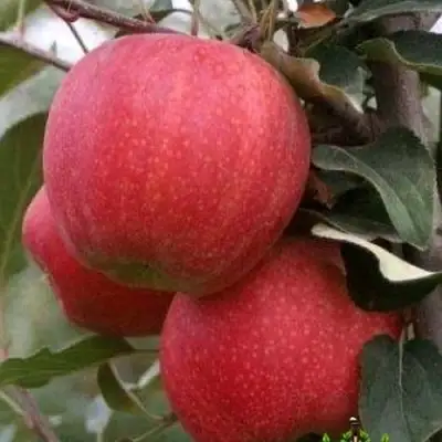 Яблоня ГАЛА ШНИГА в Солигорске