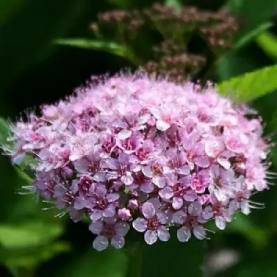 Спирея ПИНК СПАРКЛЕР в Солигорске