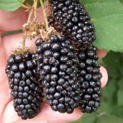 Ежевика ЛОХ НЕСС бесшипная  в Солигорске