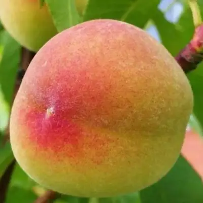 Персик ВЕТЕРАН в Солигорске