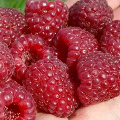 Малина ГИГАНТ РУБИНОВЫЙ в Солигорске