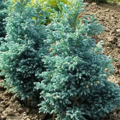 Кипарисовик БУЛЕВАРД горохоплодный в Солигорске