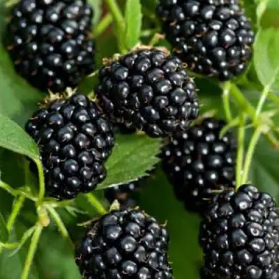 Ежевика КИТАНИНИ бесшипная  в Солигорске