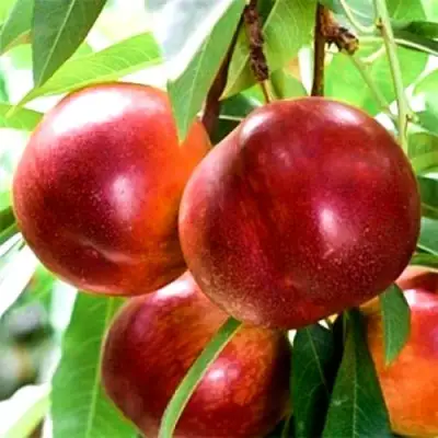 Нектарин СТАРК РЕД ГОЛД в Солигорске