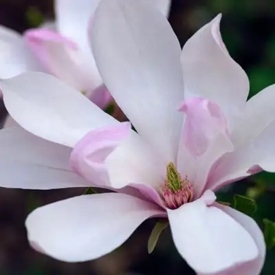 Магнолия ПИНКИ в Солигорске