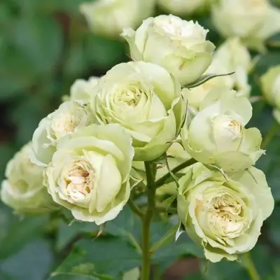 Роза ГРИН ДАЙМОНД миниатюрная в Солигорске