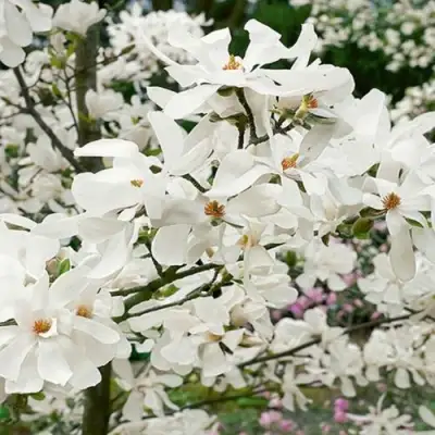 Магнолия ЛЕБНЕРА МЕРРИЛЛ в Солигорске