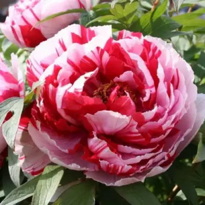 Пион РЕД ВИЗ ПИНК древовидный в Солигорске