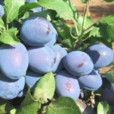 Слива ГИЛЬБЕРТ в Солигорске