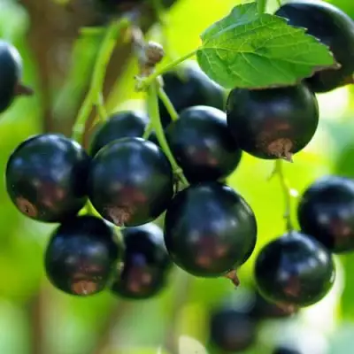 Смородина чёрная ВЕЛОЙ (ЛЕНИНГРАДСКАЯ СЛАДКАЯ) в Солигорске