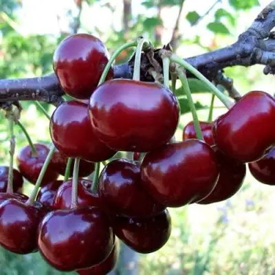 Дюк ЖИВИЦА (ЧЕРЕВИШНЯ) в Солигорске