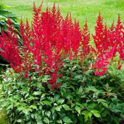 Астильба КОБЛЕНЦ японская в Солигорске