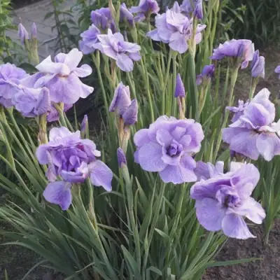 Ирис ИМПЕРИАЛ ОПАЛ сибирский в Солигорске