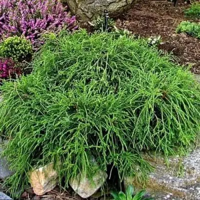 Кипарисовик ФИЛИФЕРА НАНА горохоплодный  в Солигорске