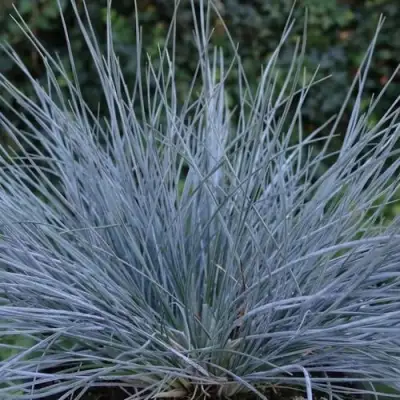 Овсяница АЙСФОГЕЛЬ сизая в Солигорске