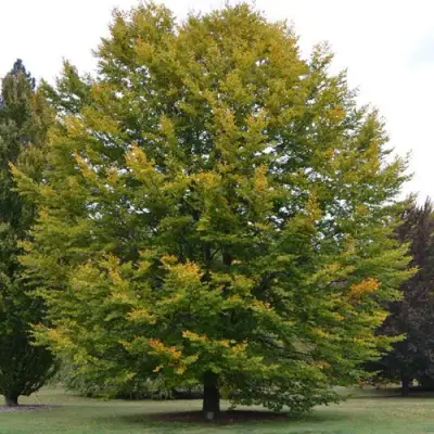 Бук лесной в Солигорске