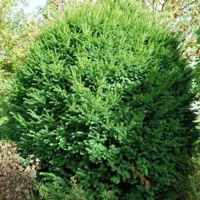 Тис РЕПАНДЕНС ягодный в Солигорске