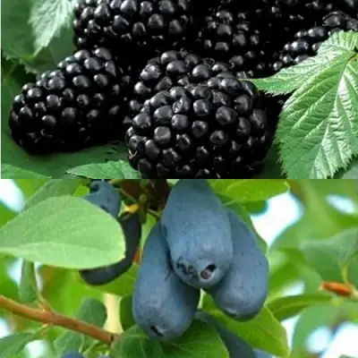 Комплект ЯГОДНЫЙ ДУЭТ в Солигорске