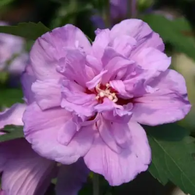 Гибискус АРДЕНС сирийский в Солигорске