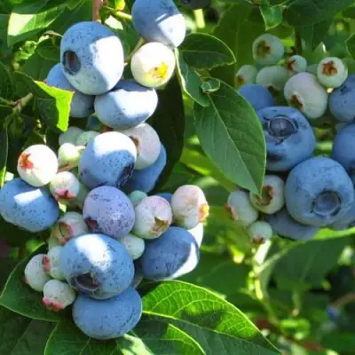 Голубика ДАРРОУ в Солигорске