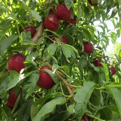 Нектарин ЭКСТРИМ БЬЮТИ в Солигорске