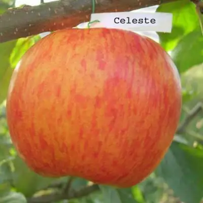 Яблоня ЦЕЛЕСТЕ в Солигорске