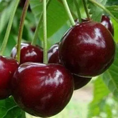 Вишня МИЛАВИЦА в Солигорске