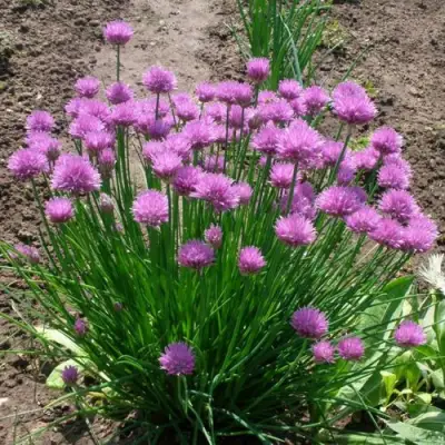 Лук-шнитт в Солигорске