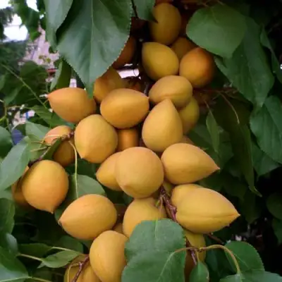 Абрикос МАНИТОБА в Солигорске