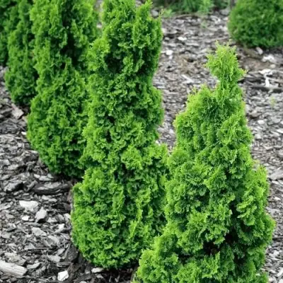 Туя ЗМАТЛИК западная в Солигорске