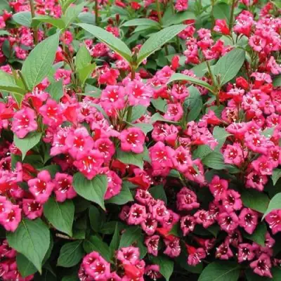 Вейгела БРИСТОЛЬ РУБИ в Солигорске