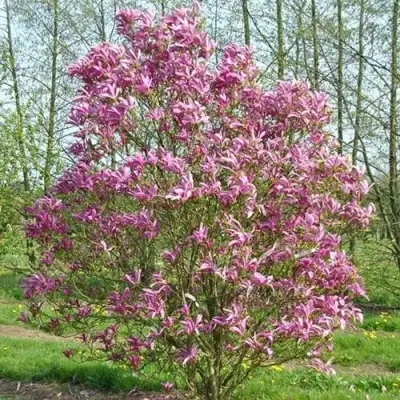 Магнолия СЬЮЗАН в Солигорске