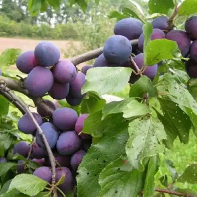 Слива ПЕРДРИГОН в Солигорске