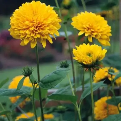 Подсолнечник СОЛЕЙЛ ДЕ ОР в Солигорске