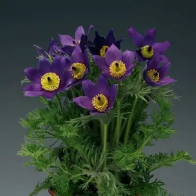 Прострел ПИНВИЛ БЛЮ ШЕЙДЕС в Солигорске