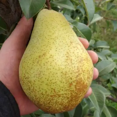 Груша ГЕНЕРАЛ ЛЕКЛЕРК в Солигорске