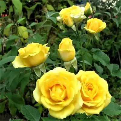 Роза САН СИТИ спрей в Солигорске