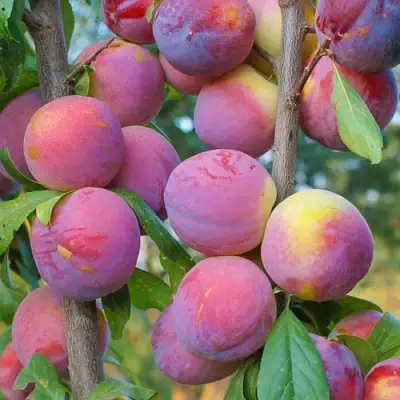 Слива КОЛОННОВИДНАЯ в Солигорске