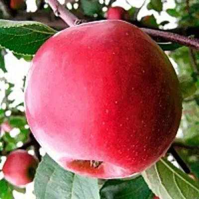 Яблоня КОВАЛЕНКОВСКОЕ в Солигорске