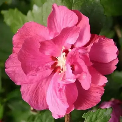 Гибискус ДЮК ДЕ БРАБАНТ сирийский  в Солигорске