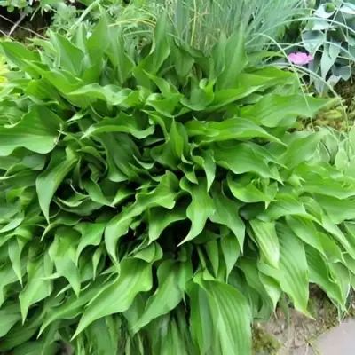 Хоста ГАРРИ ВАН ТРИЕР в Солигорске