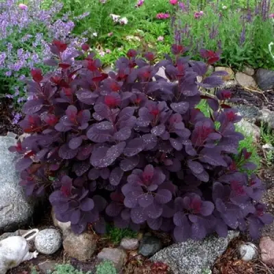 Скумпия РОЯЛ ПЕРПЛ кожевенная в Солигорске