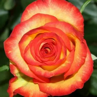 Роза ХАЙ МЭДЖИК чайно-гибридная в Солигорске