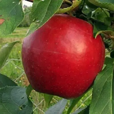 Яблоня РЕДФРИ в Солигорске