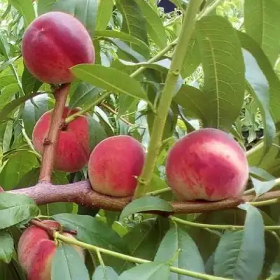 Персик КИЕВСКИЙ РАННИЙ в Солигорске