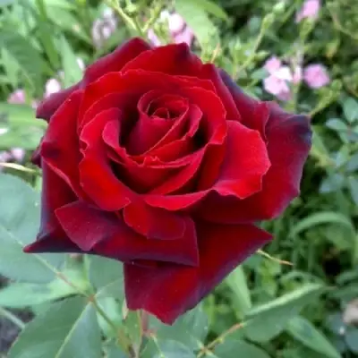 Роза ТАБУ чайно-гибридная в Солигорске