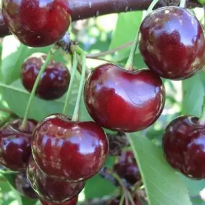 Вишня ЖАДАНА в Солигорске