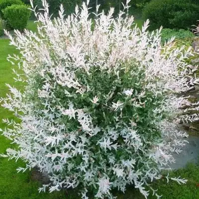 Ива ХАКУРО НИШИКИ в Солигорске