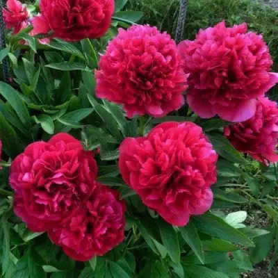 Пион БЕЛГРАВИЯ травянистый в Солигорске