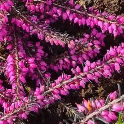 ЭРИКА "АЛЬПИЙСКИЙ ВЕРЕСК" (зимующая) сорт АТРОРУБРА в Солигорске